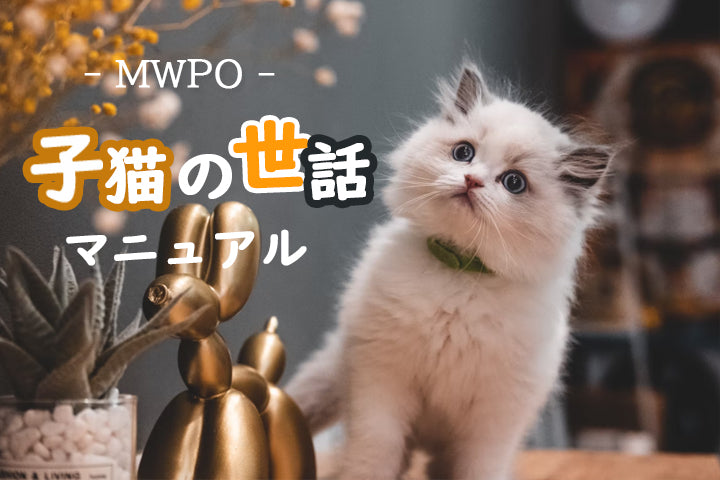 初心者向け｜子猫の世話マニュアル