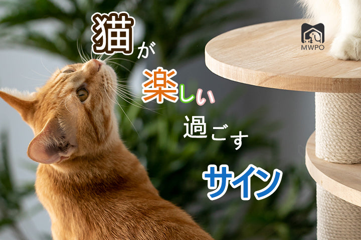 猫が楽しく過ごしていることを示すサインとは？