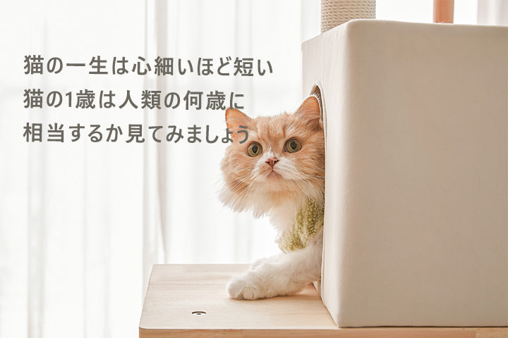 MWPO 猫の一生は心細いほど短い