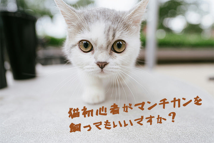 猫初心者がマンチカンを飼ってもいいですか？