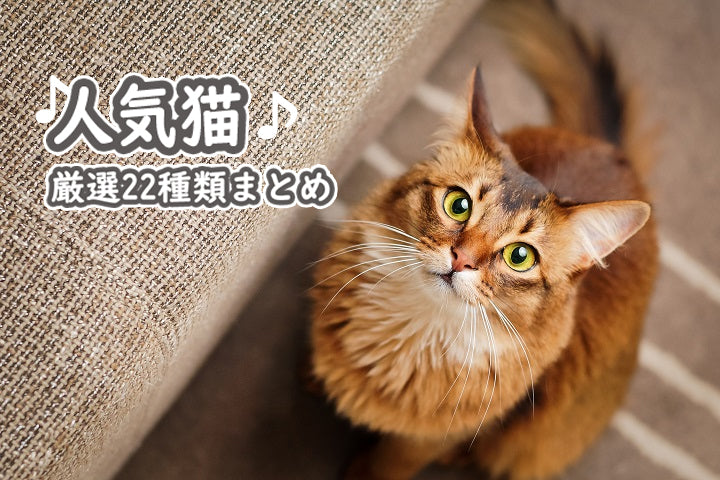 人気猫、厳選22種類まとめ！